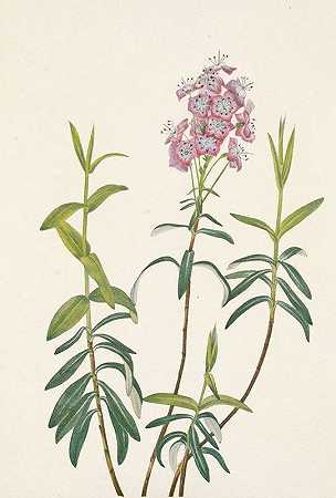 玛丽·沃克·沃尔科特（Mary Vaux Walcott）的《博格·卡尔米亚（Bog Kalmia）。卡尔米亚·波利福利亚（Kalmia Polifolia）》