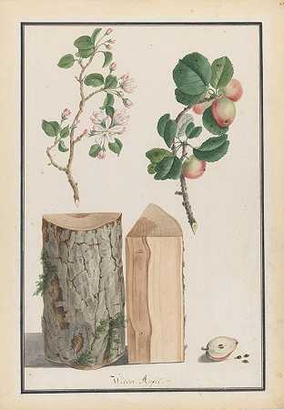Ludwig Pfleger对野生苹果树（Malus sylvestris）树干、花朵和果实的研究