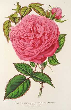 查尔斯·安托万·勒梅尔的《玫瑰夫人》