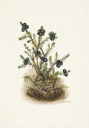 玛丽·沃克·沃尔科特（Mary Vaux Walcott）的《Crowberry.Empetrum nigrum》