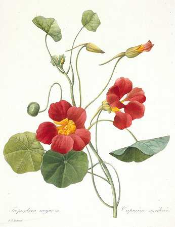 Pierre Joseph Redouté的“Tropaeolum majus（花园菊花）”