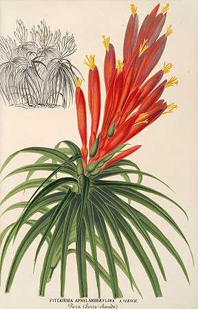 Charles Antoine Lemaire的“Pitcairnia aphelandræflora”