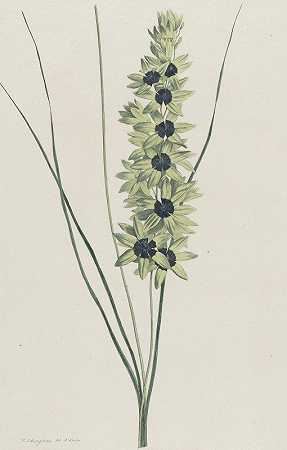Hendrik Schwegman的《非洲鸢尾花》（Ixia maculata viridis）