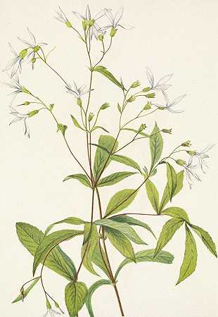 玛丽·沃克斯·沃尔科特的《鲍曼斯鲁特。三叶Porterantus trifoliaus》