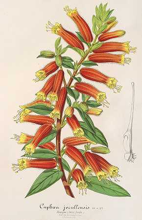 查尔斯·安托万·勒梅尔的《Cyphæa（Cuphea）jorullensis》