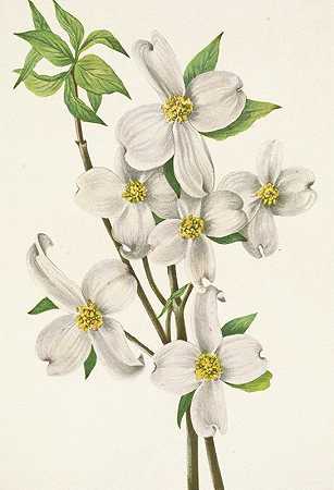 《盛开的山茱萸（花）》，玛丽·沃克·沃尔科特著