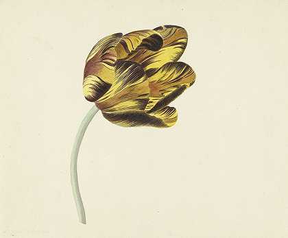 科内利斯·范·诺斯（Cornelis van North）命名为“怪兽凤凰”（Bizard Phoenix）的Tulp