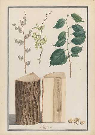 路德维希·弗莱格对英国榆树（榆树）的叶子、花朵、果实和树干的研究