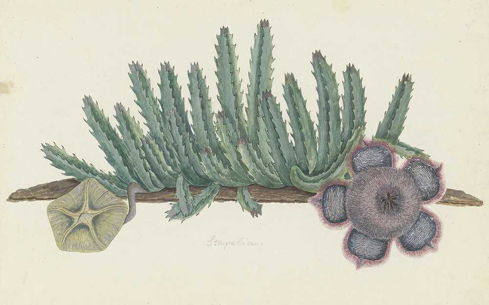 “Orbea Verrucosa（Masson）L.C.Leach。（Shirsute Stapelia）作者：罗伯特·雅各布·戈登