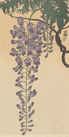 《开花的紫藤》作者：Ohara Koson