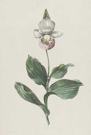 Hendrik Schwegman的《兰花（Cypripedium reginae Walter）》