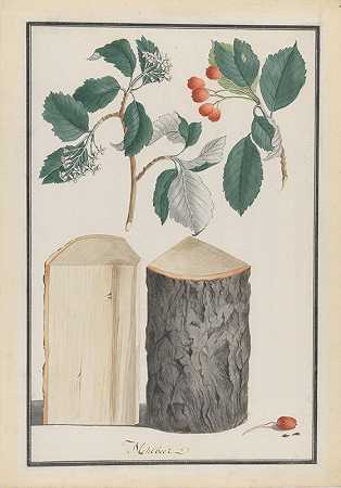 路德维希·弗莱格（Ludwig Pfleger）对白杨（花楸亚属Aria）的叶、花、果实和树干的研究