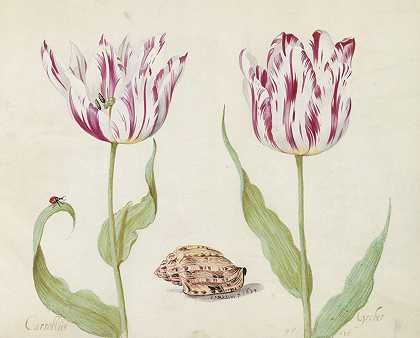 雅各布·马雷尔的《两朵带壳和瓢虫的郁金香》