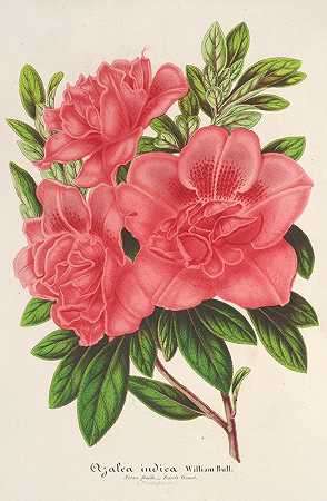 查尔斯·安托万·勒梅尔的《杜鹃花（印度，杂交种）威廉·布尔》