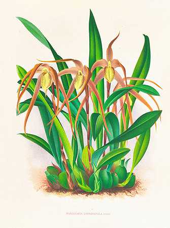 Jean Jules Linden的“Maxillaria longisepala”