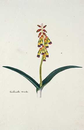 “Lachenalia aloides（L.f.）英语变体四色，作者：Robert Jacob Gordon
