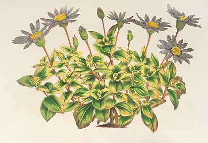 查尔斯·安托万·勒梅尔的《阿加思天堂》，fol.variegatis