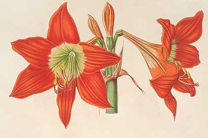 “朱顶红（Amaryllis！）查尔斯·安托万·勒梅尔的《吡咯啉》