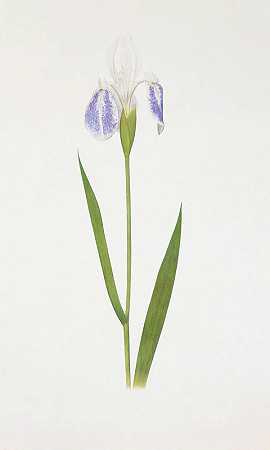 William Rickatson Dykes的《Iris laevigata var.alpopurpurea》