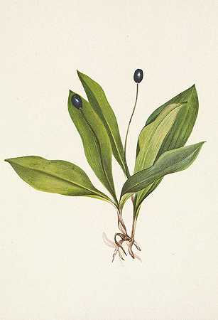“Queencup（水果）。玛丽·沃克·沃尔科特的《Clintonia uniflora》