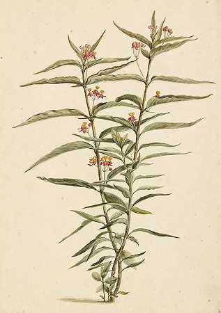 劳伦斯·文森茨·范德文恩的《开花的frederiksbloem（Asclepias curassavica）》