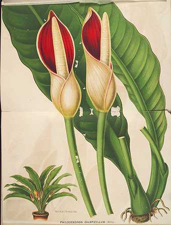 Charles Antoine Lemaire的《Philodendron calophyllum》
