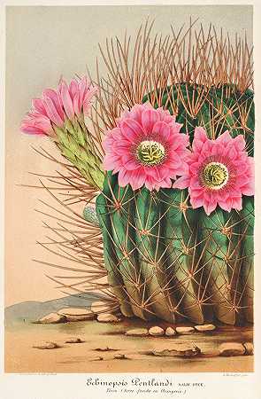 查尔斯·安托万·勒梅尔的《彭特兰紫锥花》