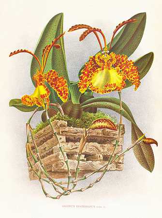 让·朱尔斯·林登（Jean Jules Linden）的《文心兰》（Oncidium kramerianum）