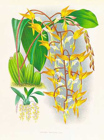 让·朱尔斯·林登的《Gongora maculata》