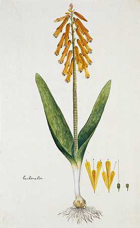 罗伯特·雅各布·戈登（Robert Jacob Gordon）的“Lachenalia aloides（L.f.）”（欧泊花）