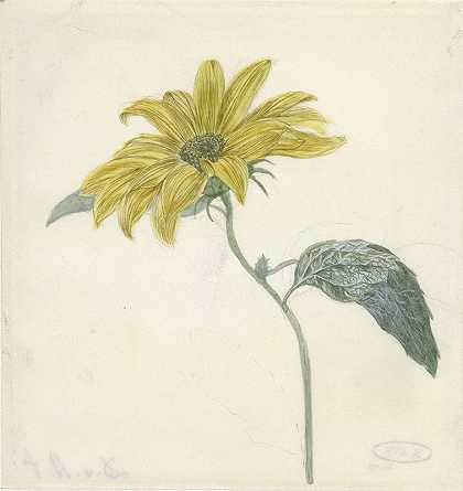 D.van Alphen的《向日葵》