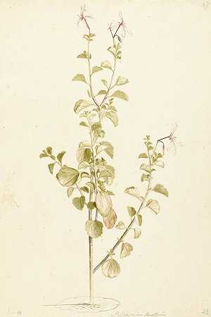 劳伦斯·文森茨（Laurens Vincentz.van der Vinne）的《天竺葵》