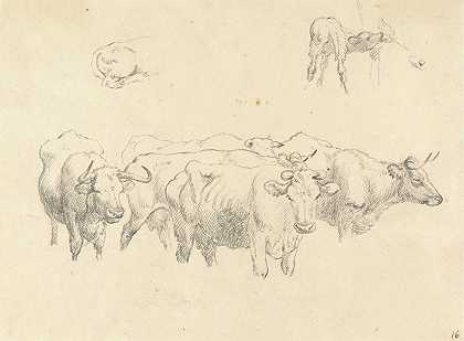 罗伯特·希尔斯的《奶牛与小牛的研究》