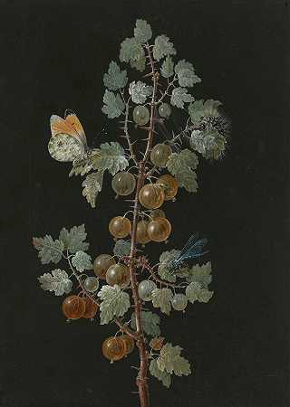 芭芭拉·迪茨奇的《一枝带有蜻蜓、橘尖蝴蝶和毛毛虫的鹅莓》