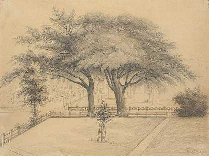《纽黑文大学和榆树街的树木和草坪》