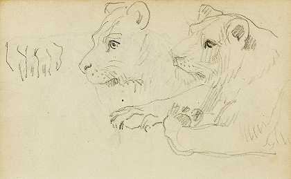 Théodore Géricault对母狮头部和前腿的研究