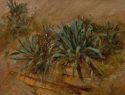 托马斯·希拉姆·霍奇基斯的《岩石墙上的植物研究》