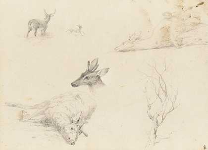 托马斯·赫韦斯·辛克利的《风景与动物主题素描》