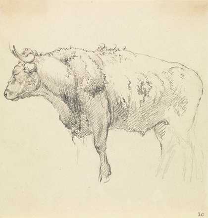罗伯特·希尔斯的《公牛》