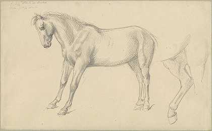威廉·斯特拉特的《小马研究》