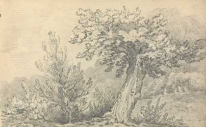托马斯·布拉德肖的《树木和灌木研究》
