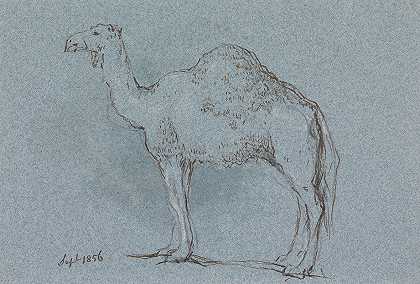 乔治·琼斯1856年9月《骆驼，面朝左侧》