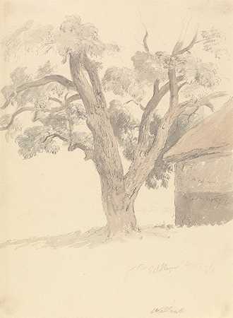 罗伯特·希尔斯的《核桃树》