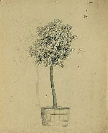 约翰·彼得·克拉夫特的《盆栽树研究》