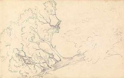托马斯·布拉德肖的《大树素描》