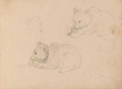 阿道夫·蒂德曼德对熊幼崽的研究