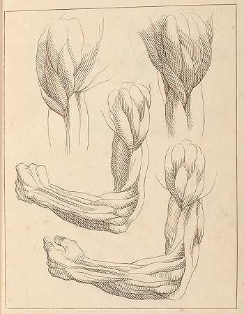 哈姆雷特·温斯坦利的《手臂解剖学研究》