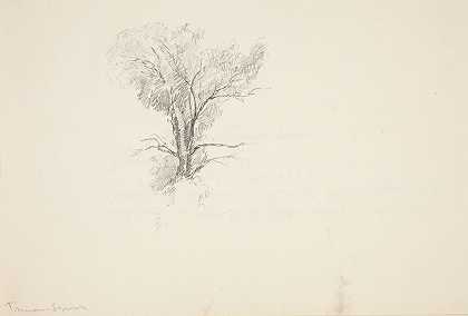杜鲁门·西摩的《树的研究》