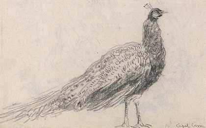 大卫·考克斯的《卡佩尔·库里的孔雀》