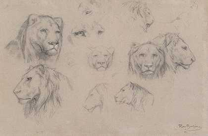 Rosa Bonheur对狮子和母狮头部的研究